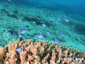 ナンヨウハギ幼魚