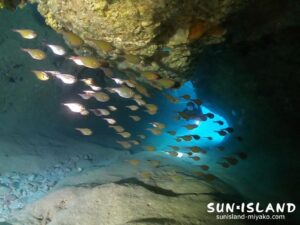 ムーンライトホール