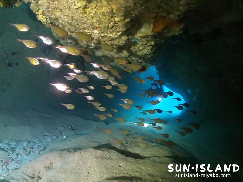 ムーンライトホール