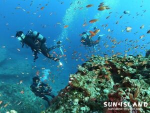 アカネハナゴイの群れ