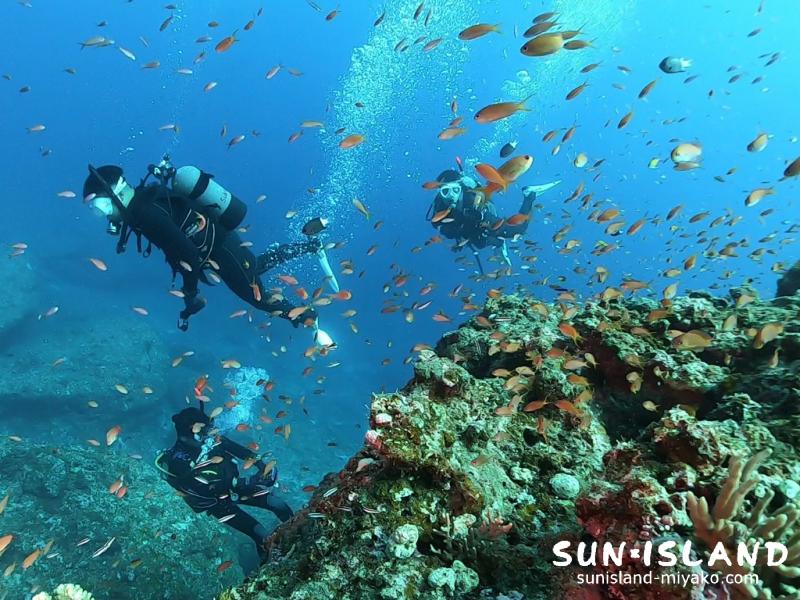 アカネハナゴイの群れ