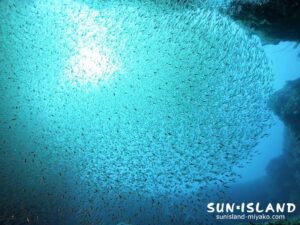 スカシテンジクダイ