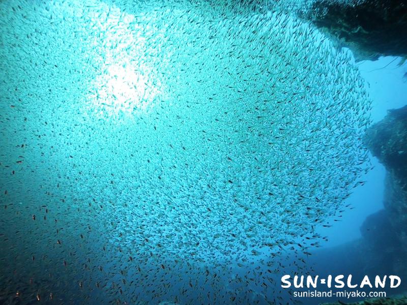 スカシテンジクダイ