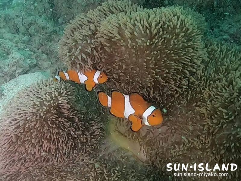 カクレクマノミ