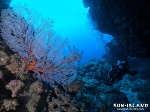 下地島ダイビングスポット『魔女の部屋』