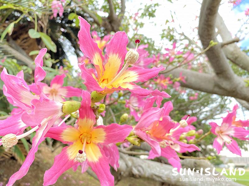 トックリキワタ