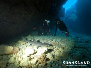 中の島チャネル ネムリブカ