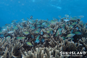 来間ビーチ　スモールフィッシュガーデン　デバスズメダイ