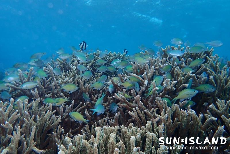 来間ビーチ　スモールフィッシュガーデン　デバスズメダイ