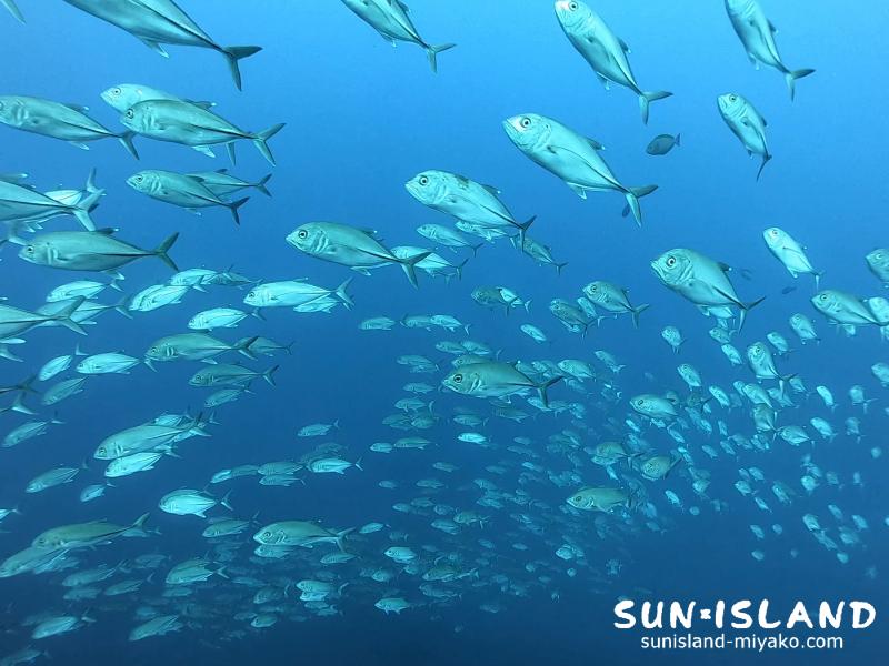 パナタ　ギンガメアジ　群れ