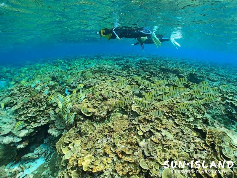 体験ダイビングコース　シュノーケリング