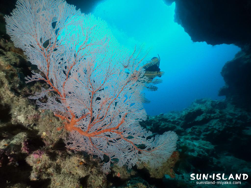 イソバナが映える魔女の部屋