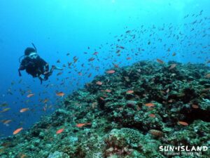 アカネハナゴイ