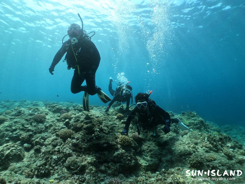 今日のゲストダイバー