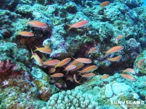 アカネハナゴイ