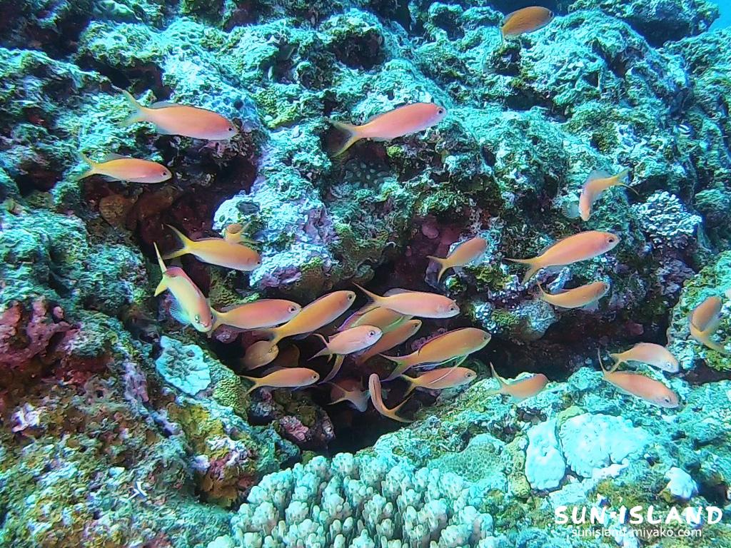 アカネハナゴイ