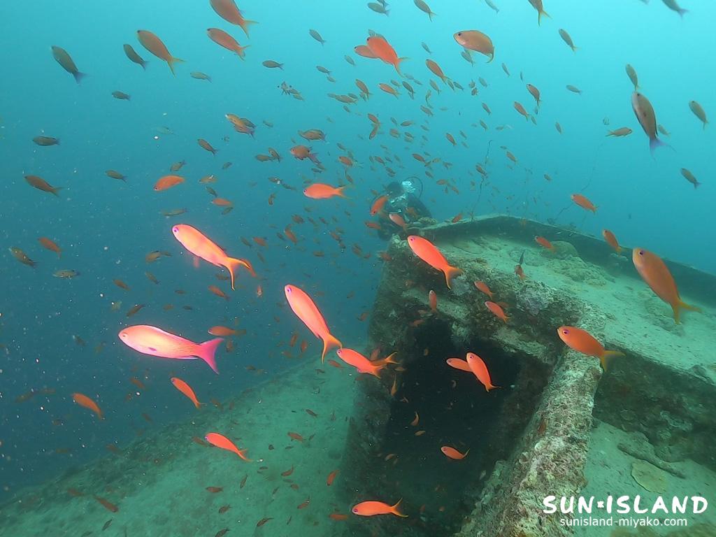 キンギョハナダイ