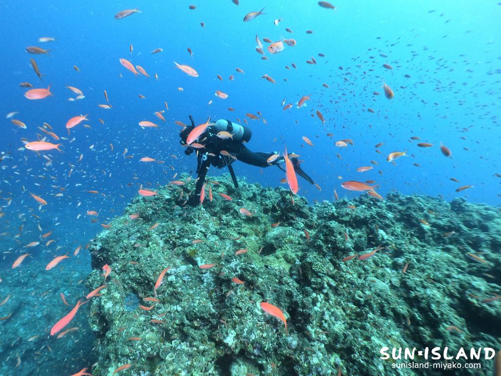 アカネハナゴイの乱舞