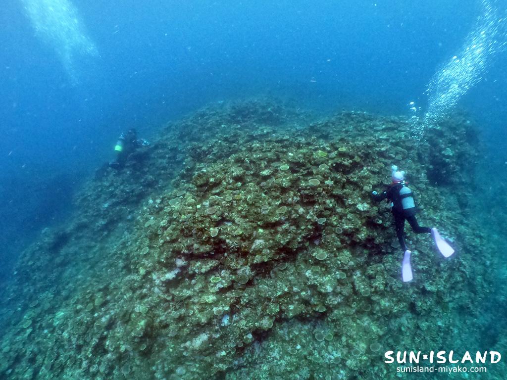 今日のゲストダイバー