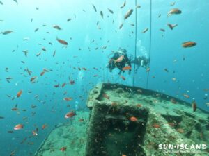 沈船に群れるキンギョハナダイ