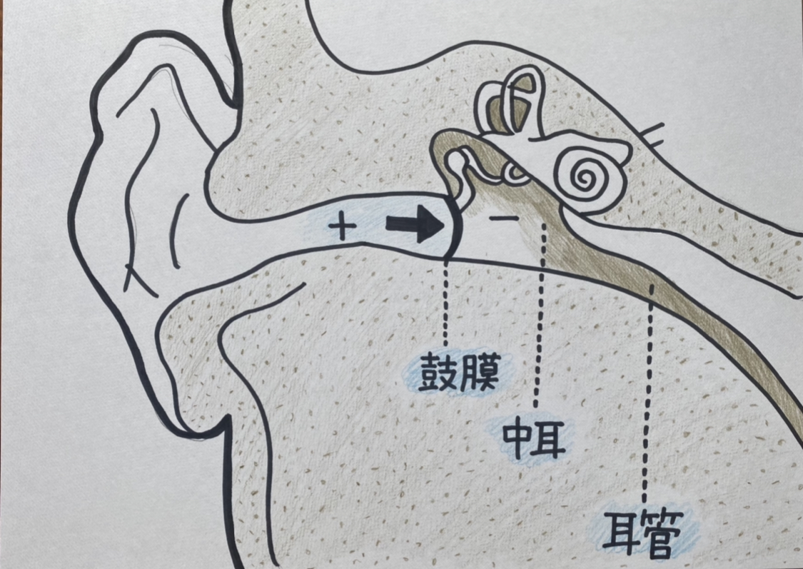 圧力の影響を受ける耳の内部の様子