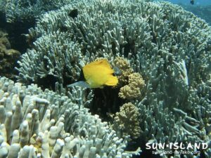 フエヤッコダイ ビーチツアー 餌付け