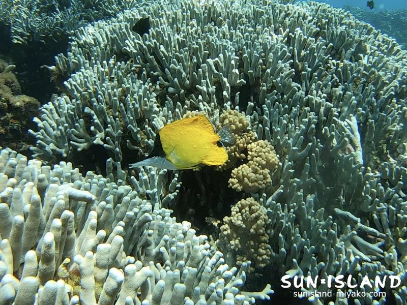フエヤッコダイ ビーチツアー 餌付け