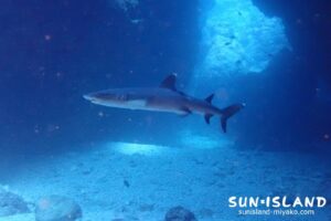 中の島チャネル ホワイトチップシャーク