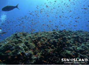 キンギョハナダイ