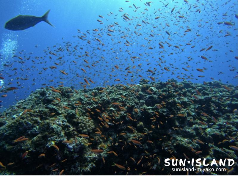 キンギョハナダイ