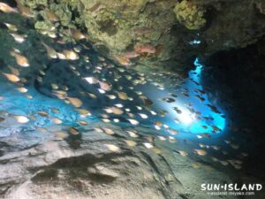 洞窟内に群れるハタンポの群れ