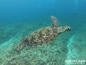 タイマイ(カメ)と遭遇