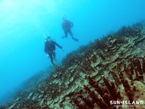 パラオハマサンゴ