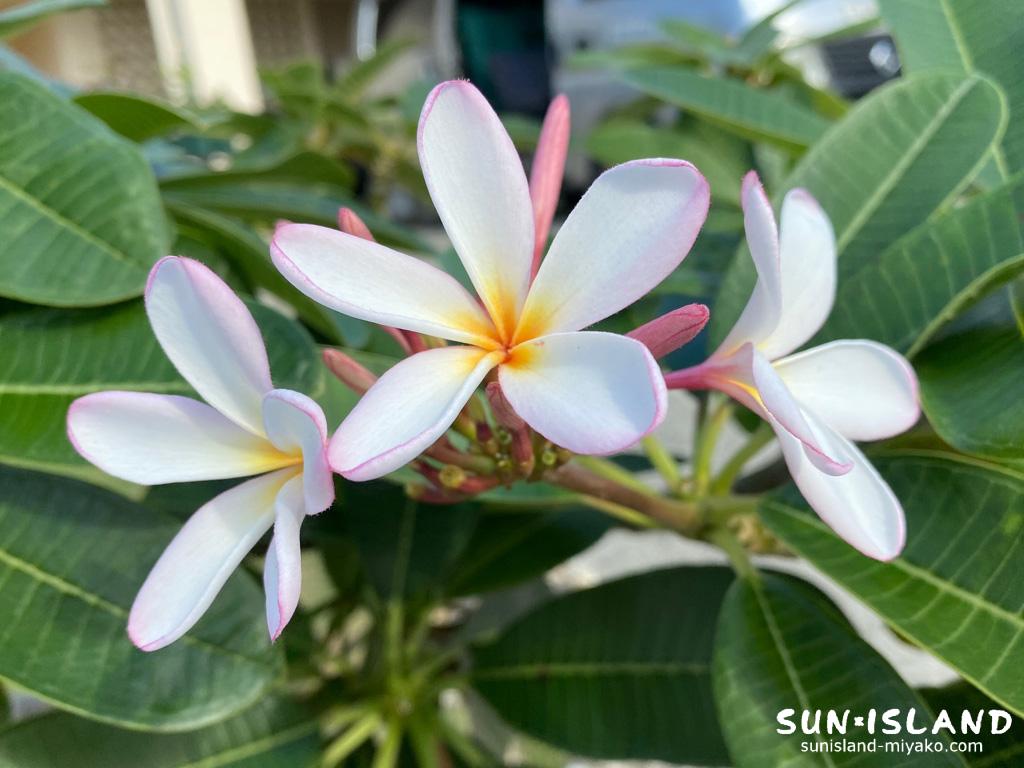 プルメリア