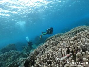 ユビエダハマサンゴ