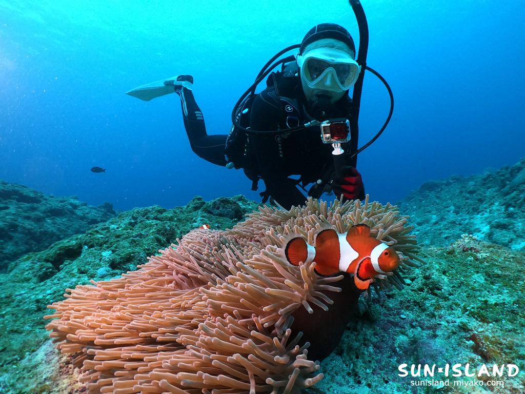 カクレクマノミ