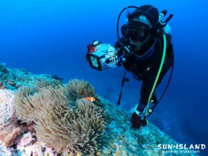 カクレクマノミ