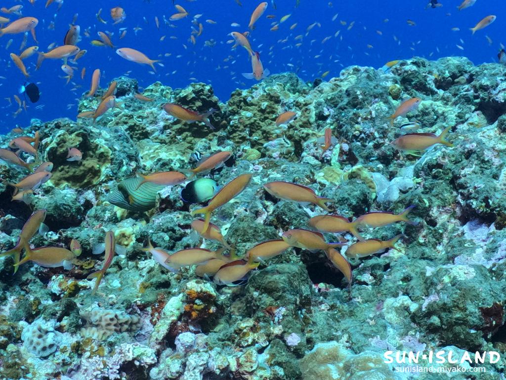 アカネハナゴイ