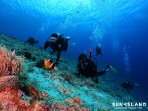 フィッシュウオッチング