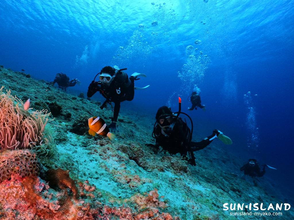 フィッシュウオッチング