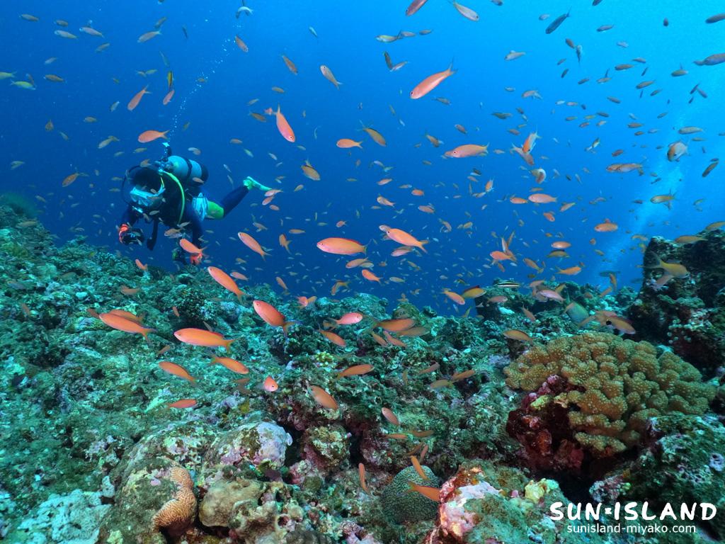 アカネハナゴイの群れ