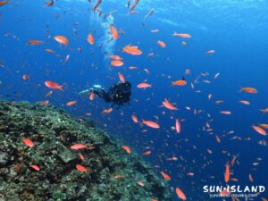 アカネハナゴイの群れ