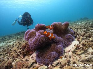 カクレクマノミ