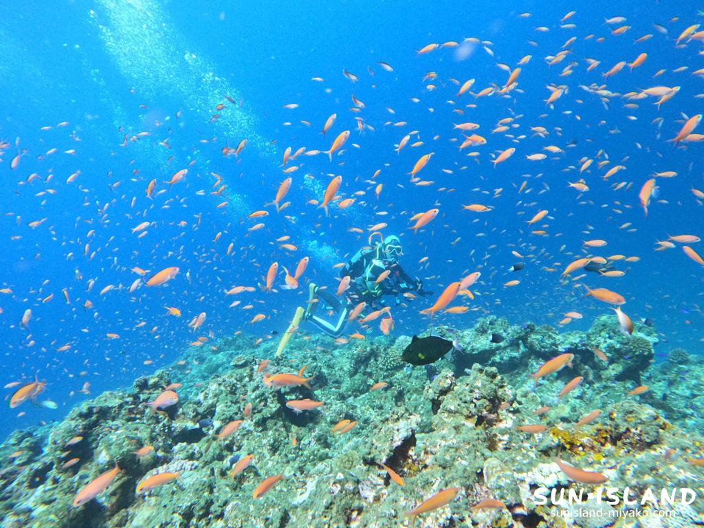 アカネハナゴイの群れ