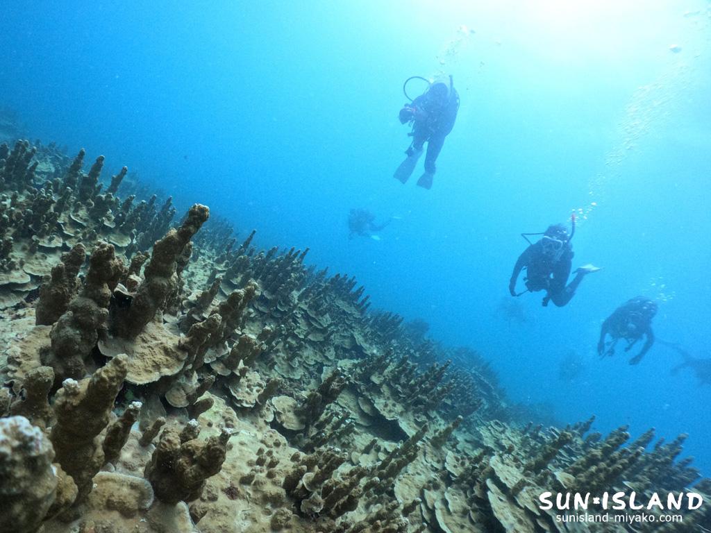 パラオハマサンゴ