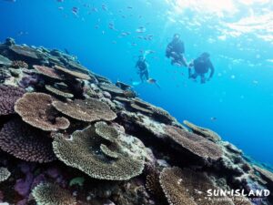 サンゴの群生