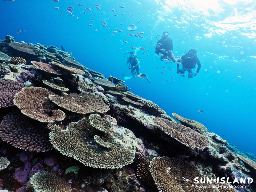サンゴの群生