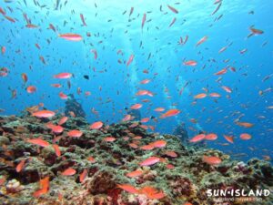 アカネハナゴイ