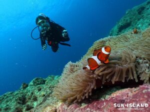 カクレクマノミノ