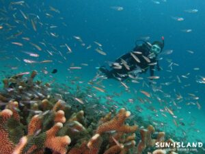 スカシテンジクダイ